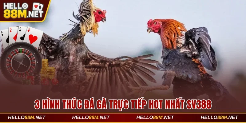 3 hình thức đá gà trực tiếp hot nhất SV388