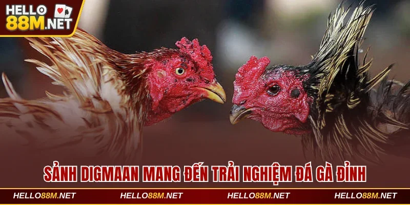 Sảnh Digmaan Hello88 Mang Đến Trải Nghiệm Đá Gà Đỉnh Cao